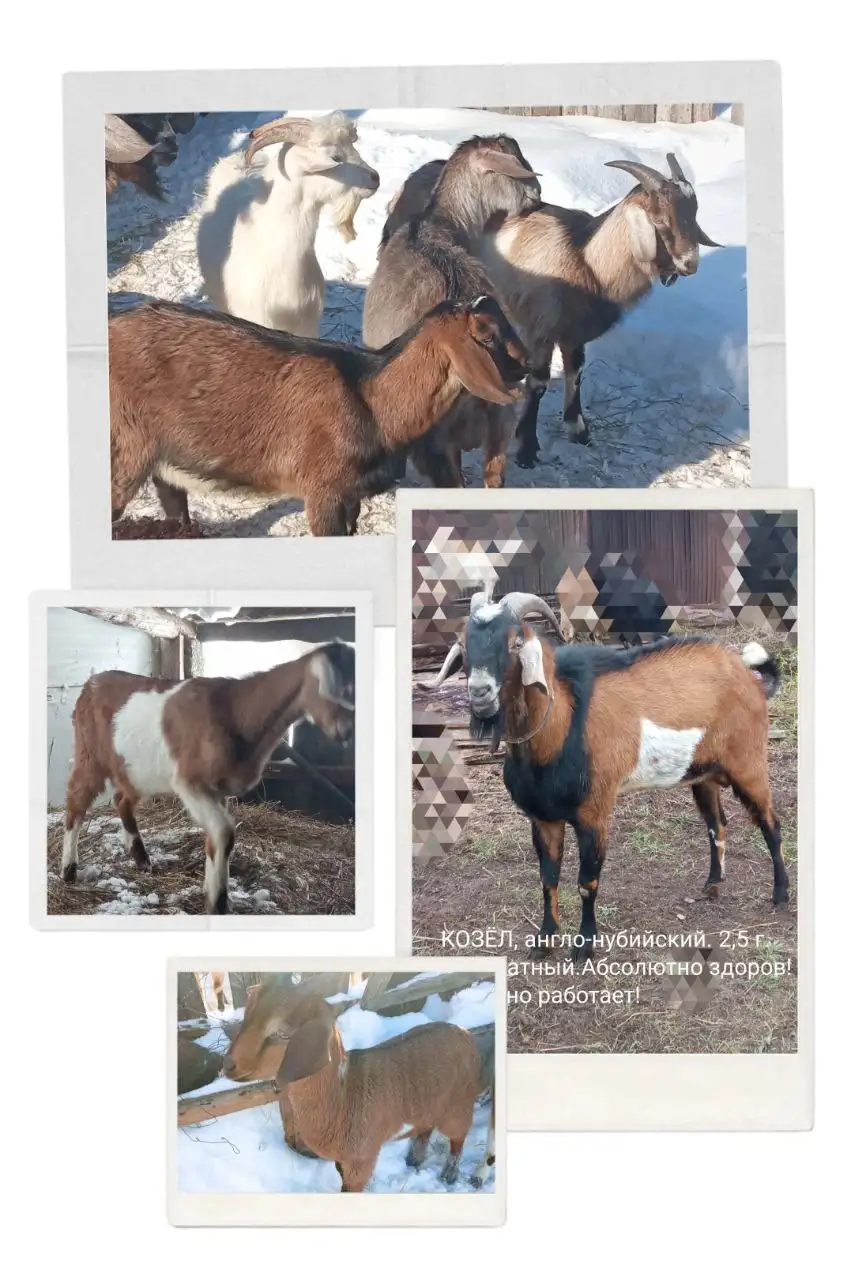 Продажа рабочих козликов и барана - Сельскохозяйственные животные (Животные) в Мулловка