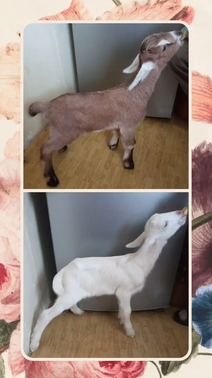 Продажа рабочих козликов и барана - Сельскохозяйственные животные (Животные) в Мулловка