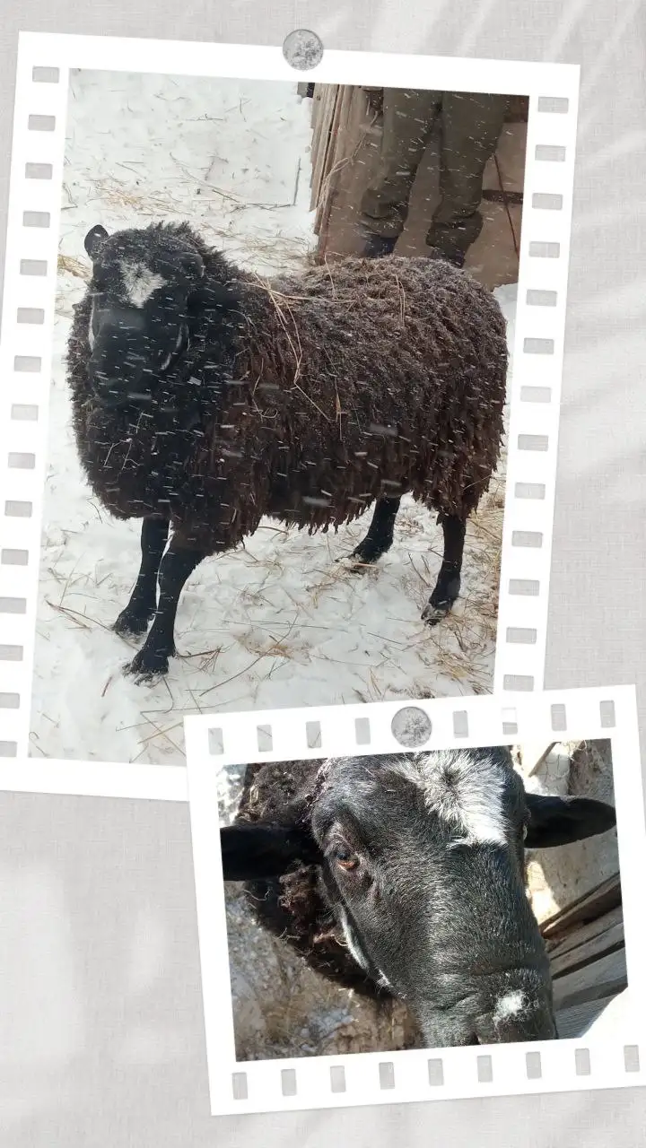 Продажа рабочих козликов и барана - Сельскохозяйственные животные (Животные) в Мулловка