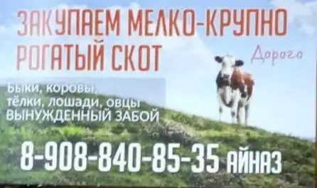 Закупка рогатого скота для вынужденного забоя - Скот (Животные) в Самара