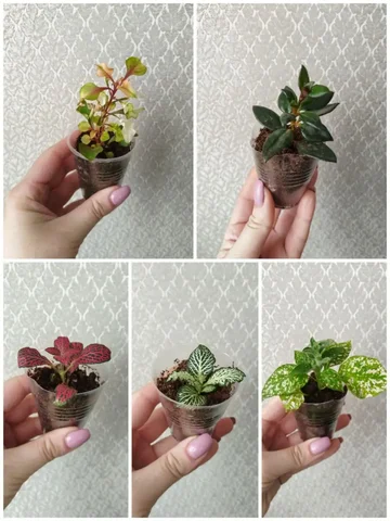 Укорененные черенки комнатных растений - Картинг в Самара