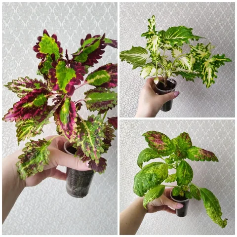 Продажа колеусов - Картинг в Самара