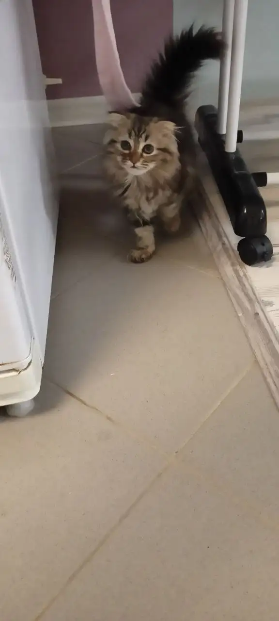 Продажа котёнка шотландской вислоухой породы - Кошки (Животные) в Самара