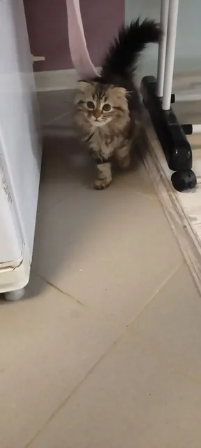 Продажа котёнка шотландской вислоухой породы - Птица в Самара