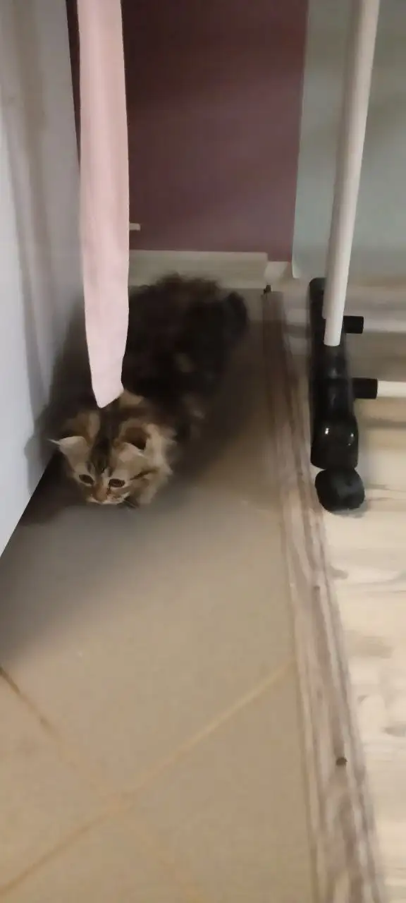 Продажа котёнка шотландской вислоухой породы - Кошки (Животные) в Самара