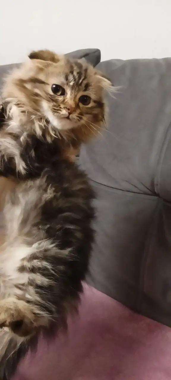 Продажа котёнка шотландской вислоухой породы - Кошки (Животные) в Самара