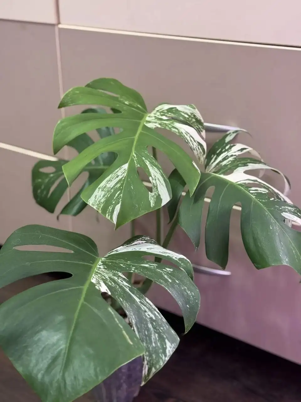 Продам Монстеру Альба - Растения (Хобби и отдых) в Самара