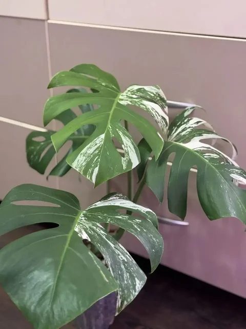 Продам Монстеру Альба - Сад и огород в Самара