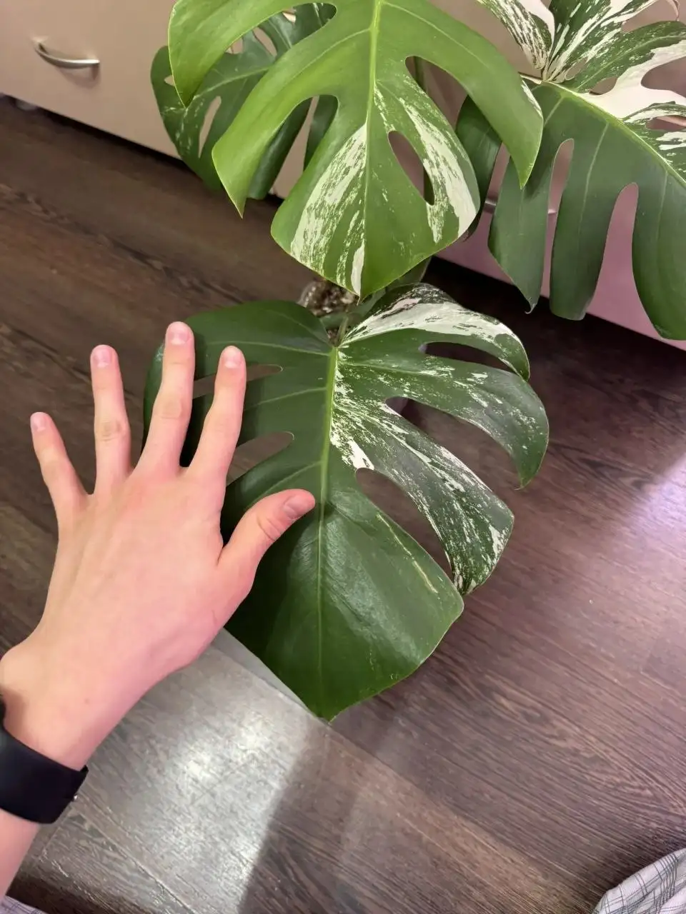 Продам Монстеру Альба - Растения (Хобби и отдых) в Самара