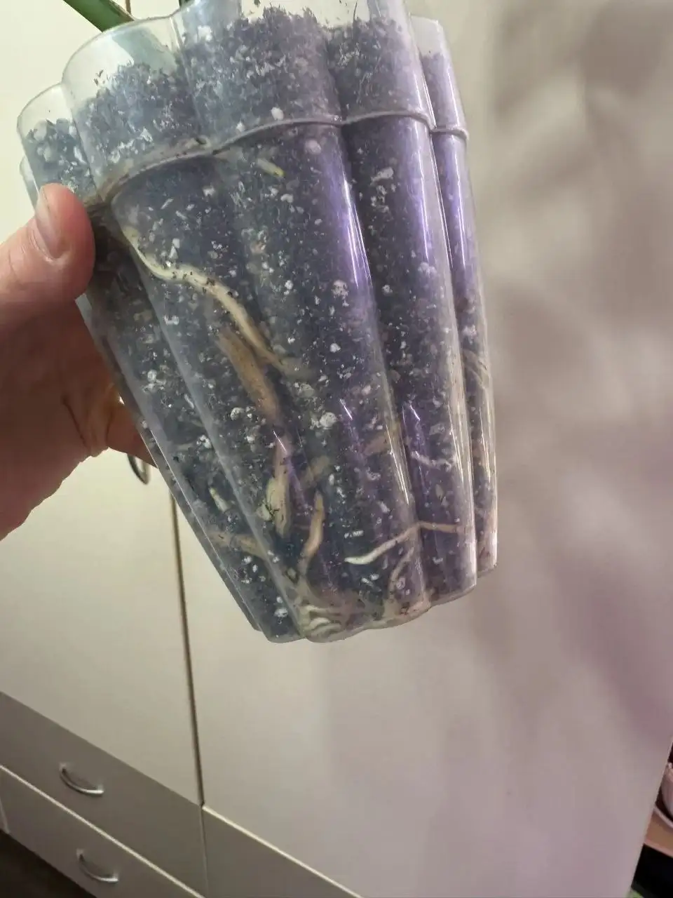 Продам Монстеру Альба - Растения (Хобби и отдых) в Самара