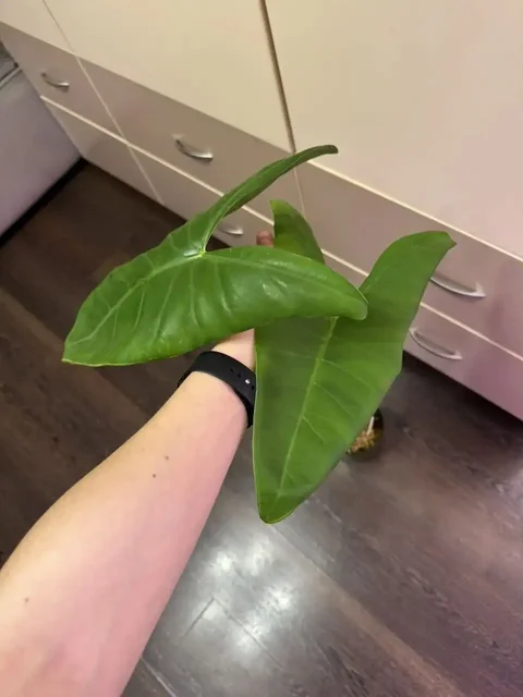 Продам алоказию зебрина - частное объявление в Самара