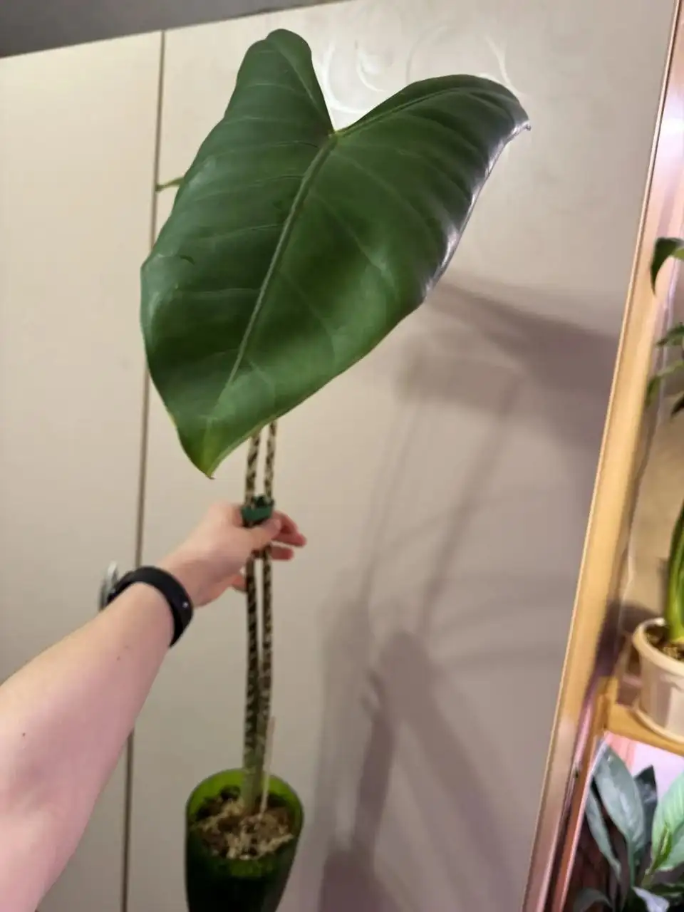 Продам алоказию зебрина - Растения в Самара