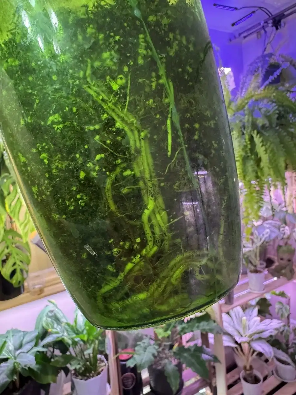 Продам алоказию зебрина - Растения в Самара