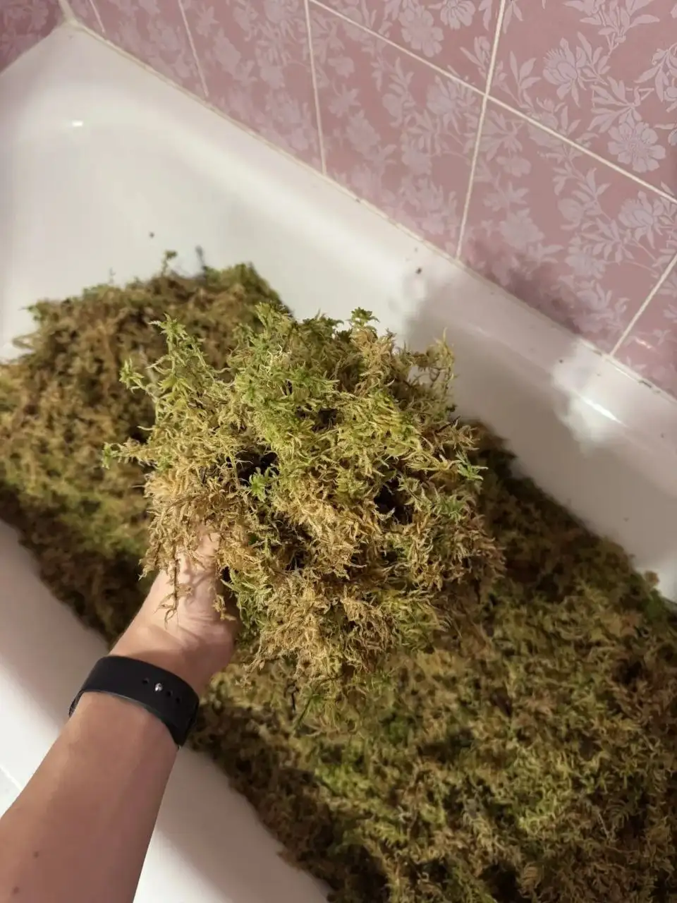 Живой мох Сфагнум - Растения (Хобби и отдых) в Самара