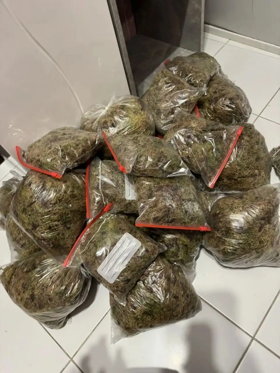 Живой мох Сфагнум - Растения (Хобби и отдых) в Самара