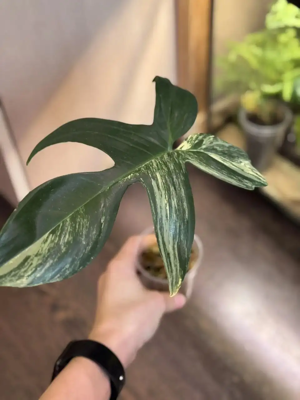 Филодендрон Маска вар с ростом - Растения (Хобби и отдых) в Самара