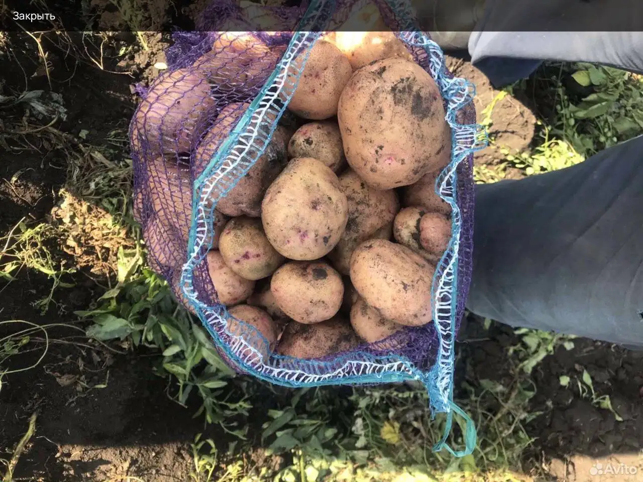 Продажа семенного картофеля Синеглазка - Семена и саженцы (Для дома и дачи) в Самара