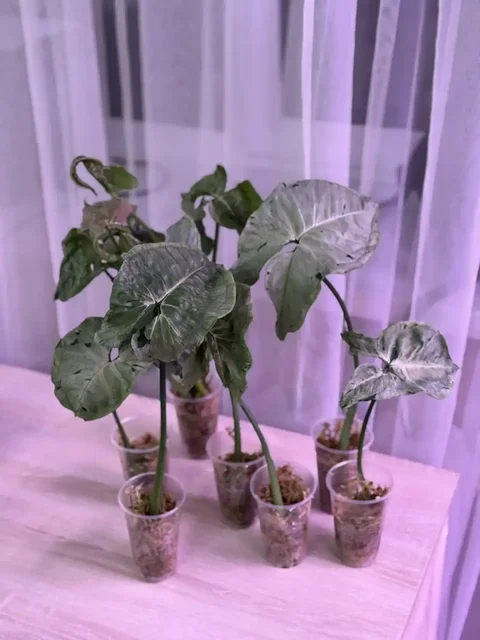 Сингониум Серый призрак - крупные экземпляры - Мотоциклетная экипировка в Самара