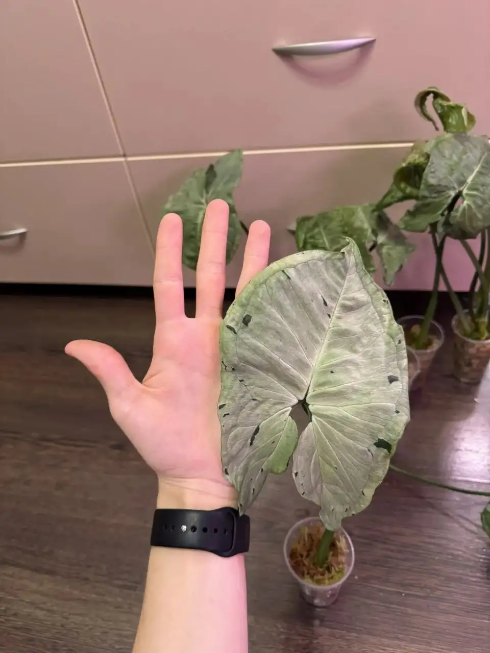 Сингониум Серый призрак - крупные экземпляры - Растения (Хобби и отдых) в Самара