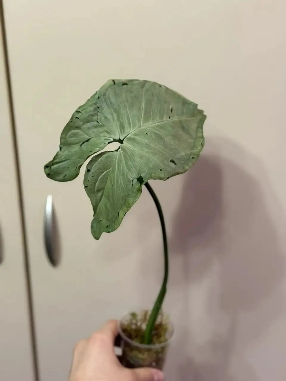 Сингониум Серый призрак - крупные экземпляры - Растения (Хобби и отдых) в Самара