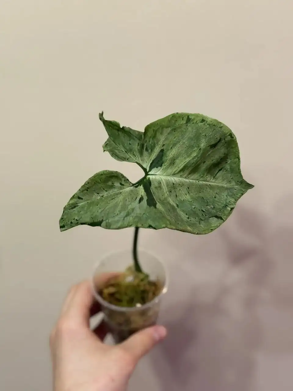 Сингониум Серый призрак - крупные экземпляры - Растения (Хобби и отдых) в Самара