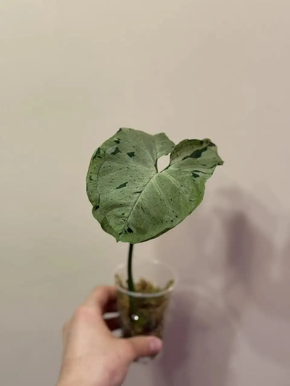 Сингониум Серый призрак - крупные экземпляры - Растения (Хобби и отдых) в Самара