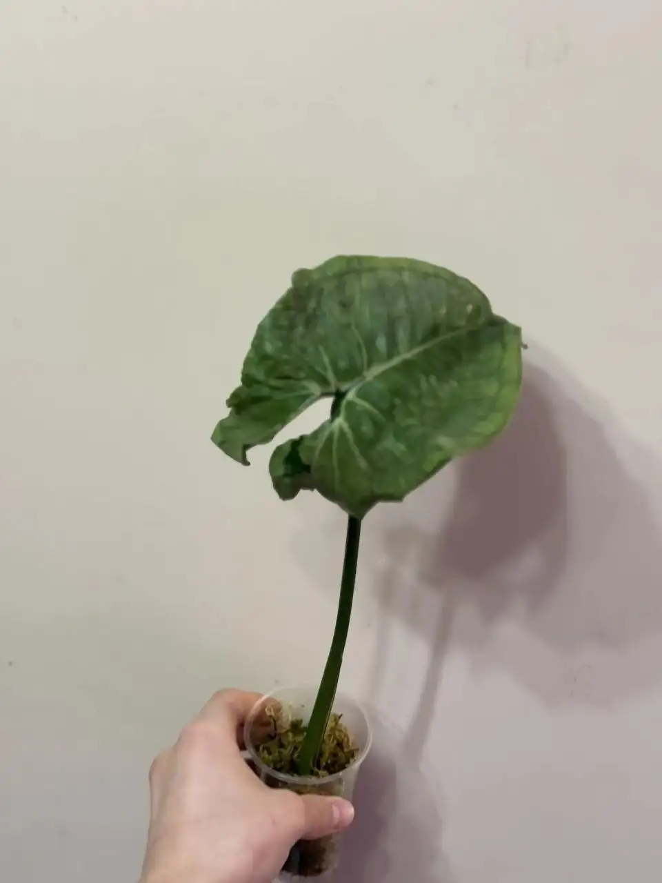 Сингониум Серый призрак - крупные экземпляры - Растения (Хобби и отдых) в Самара