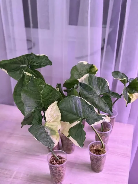 Сингониум Орм Тонг Вар крупный экземпляр - Мотоциклетная экипировка в Самара