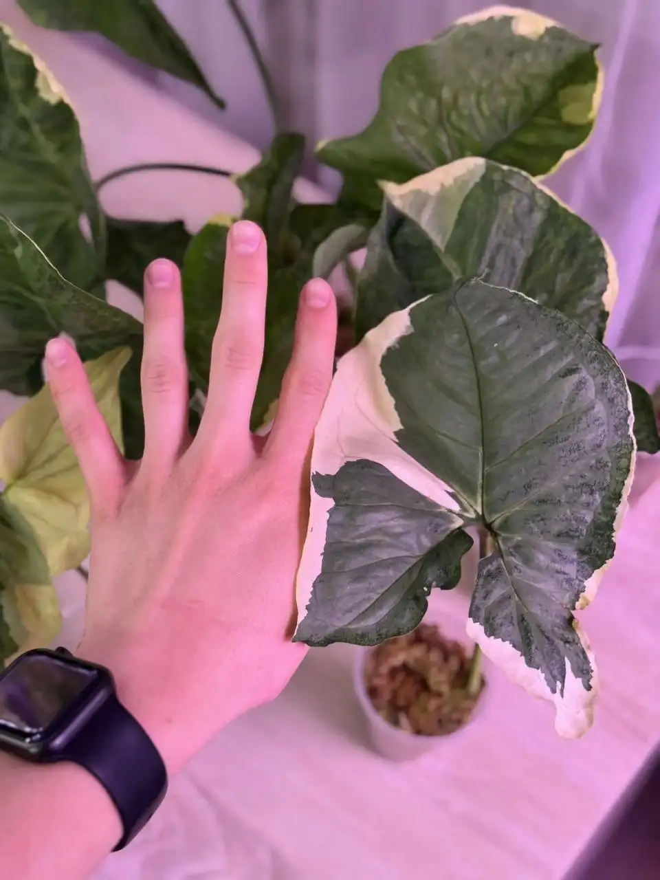 Сингониум Орм Тонг Вар крупный экземпляр - Растения (Хобби и отдых) в Самара