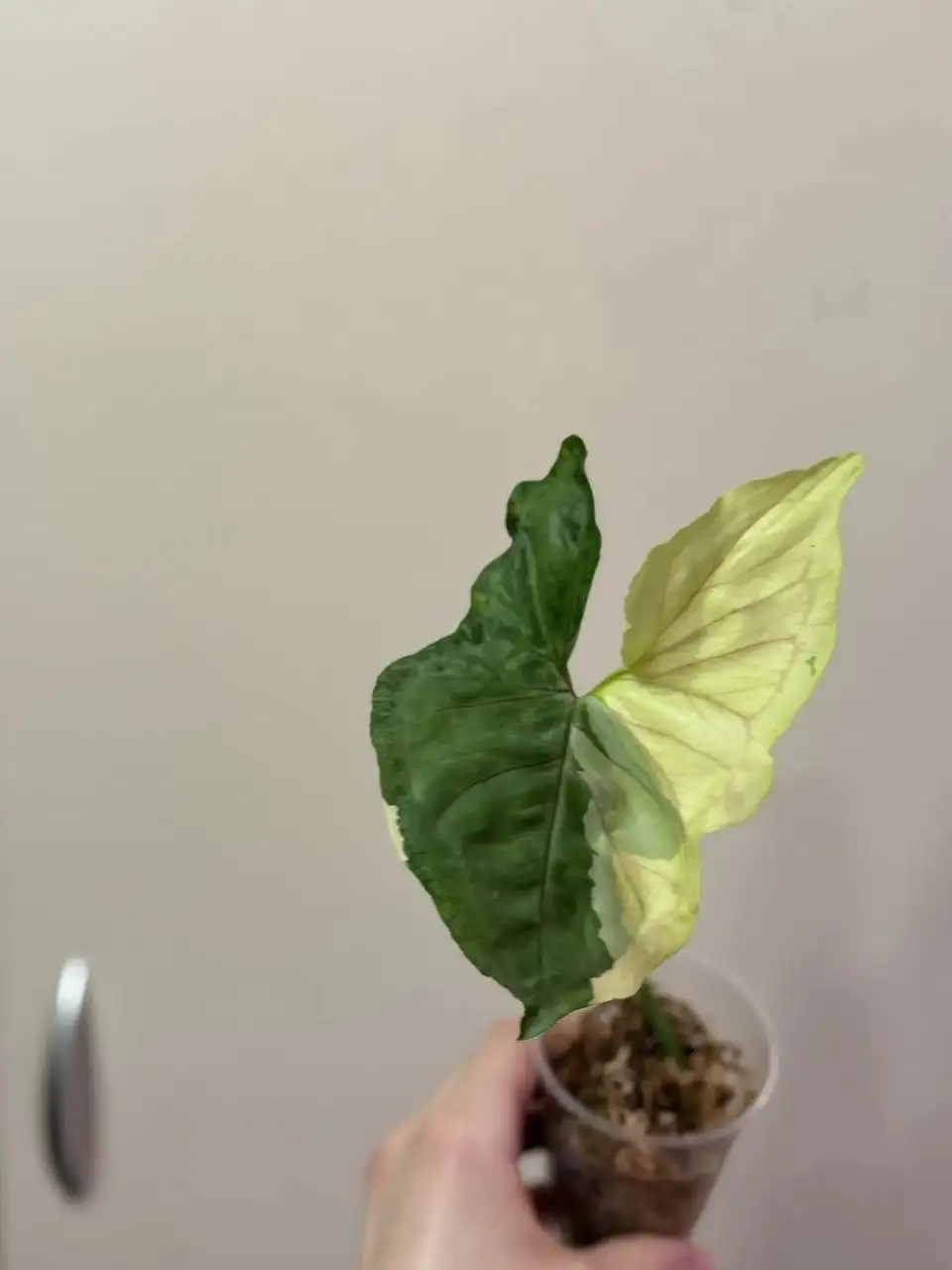 Сингониум Орм Тонг Вар крупный экземпляр - Растения (Хобби и отдых) в Самара