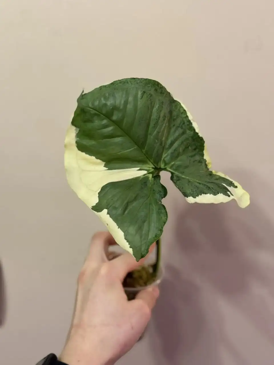 Сингониум Орм Тонг Вар крупный экземпляр - Растения (Хобби и отдых) в Самара