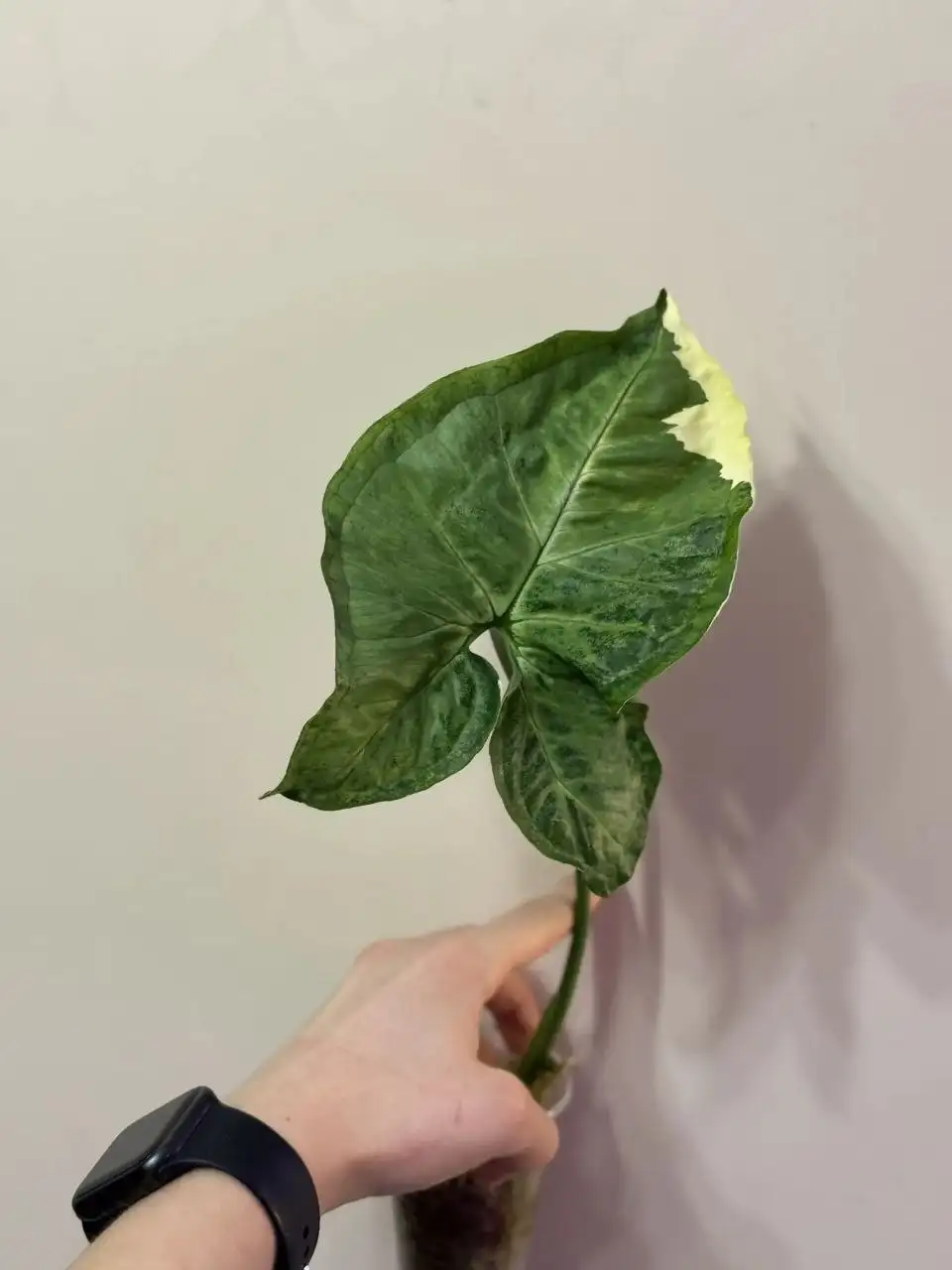 Сингониум Орм Тонг Вар крупный экземпляр - Растения (Хобби и отдых) в Самара