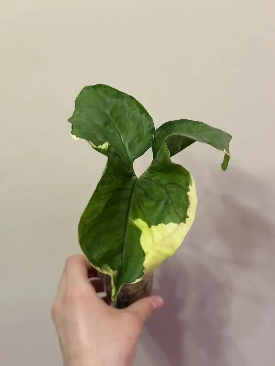 Сингониум Орм Тонг Вар крупный экземпляр - Растения (Хобби и отдых) в Самара