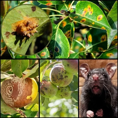 Ранняя весенняя обработка сада и дачных домов в Самаре - частное объявление в Самара