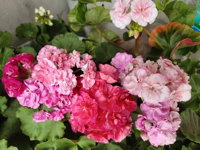 Продажа сортовой пеларгонии - Пчеловодство в Тольятти