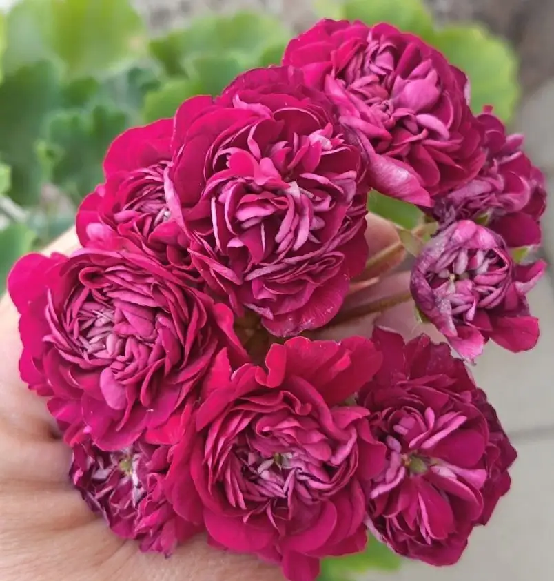 Продажа сортовой пеларгонии - Растения (Хобби и отдых) в Тольятти