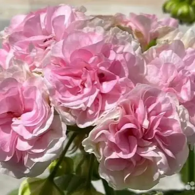 Продажа сортовой пеларгонии - Растения (Хобби и отдых) в Тольятти