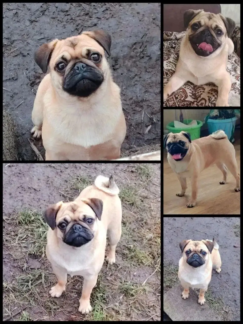 Продам щенка мопса, девочка, 10 месяцев - Собаки (Животные) в Самара