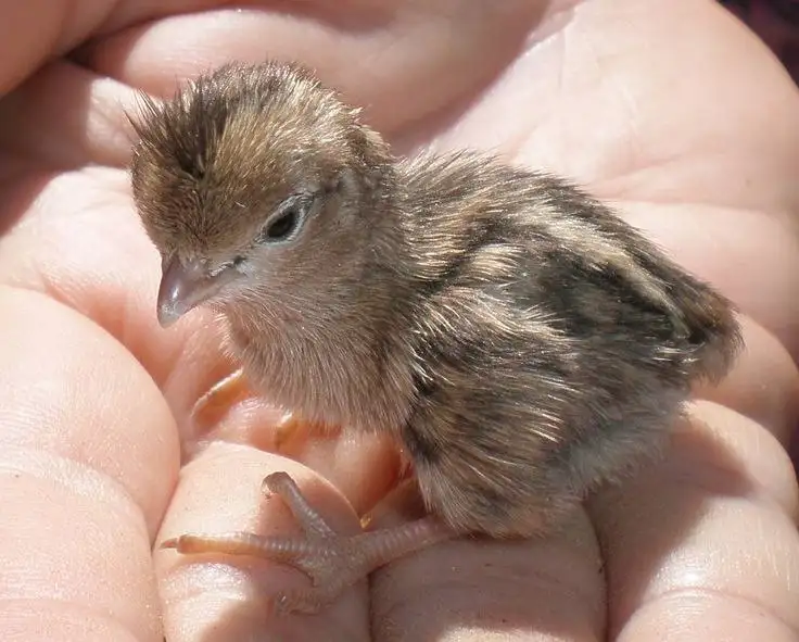 Продажа суточных цыплят и перепелят под заказ - Птицы (Животные) в Самара