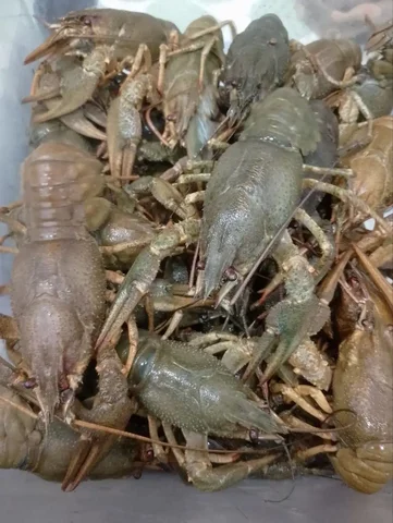 Волжские раки в наличии и на заказ - Сладости в Самара