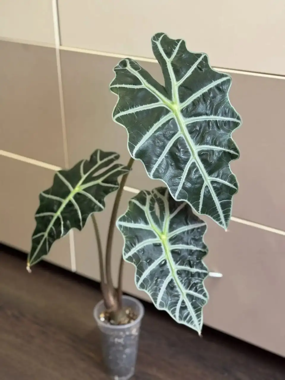 Продажа Алоказии Поли крупного экземпляра - Растения (Хобби и отдых) в Самара