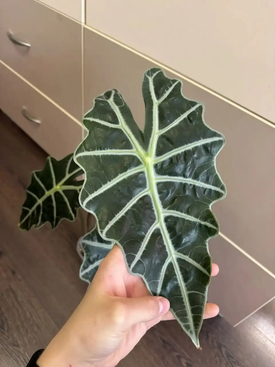 Продажа Алоказии Поли крупного экземпляра - Растения (Хобби и отдых) в Самара