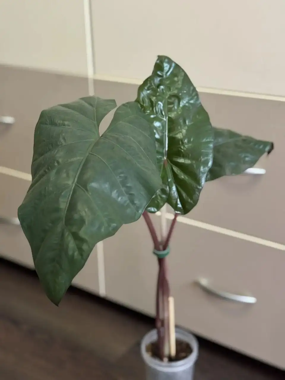 Алоказия Принцесса Юкатан - Растения (Хобби и отдых) в Самара