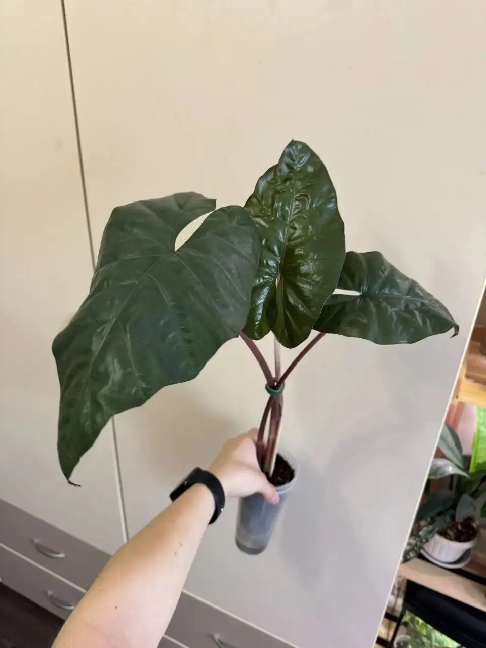 Алоказия Принцесса Юкатан - Растения (Хобби и отдых) в Самара