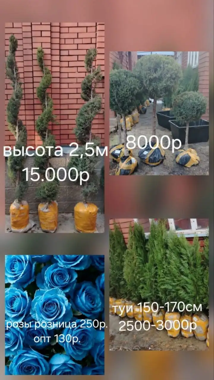 Продажа хвойников и роз оптом и в розницу - Растения (Хобби и отдых) в Самара