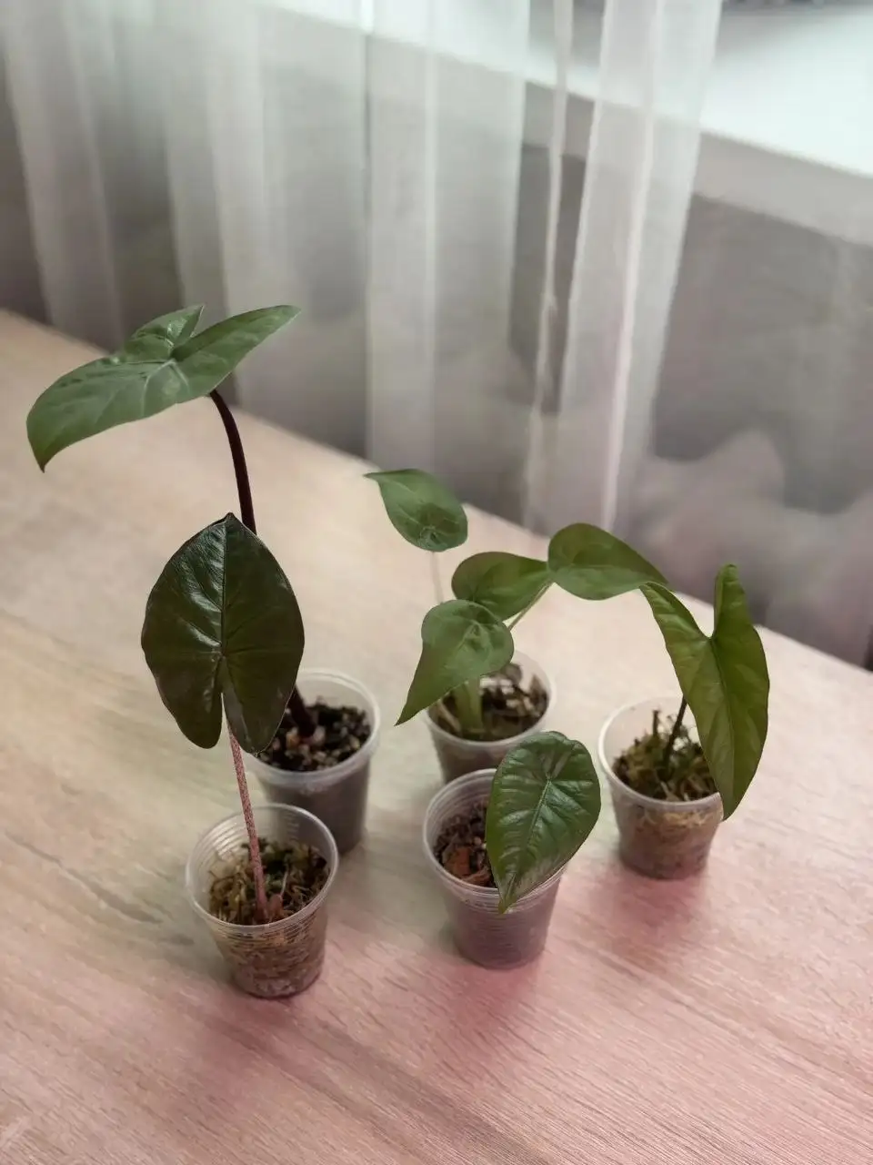 Набор из 5 алоказий разных сортов - Растения (Хобби и отдых) в Самара