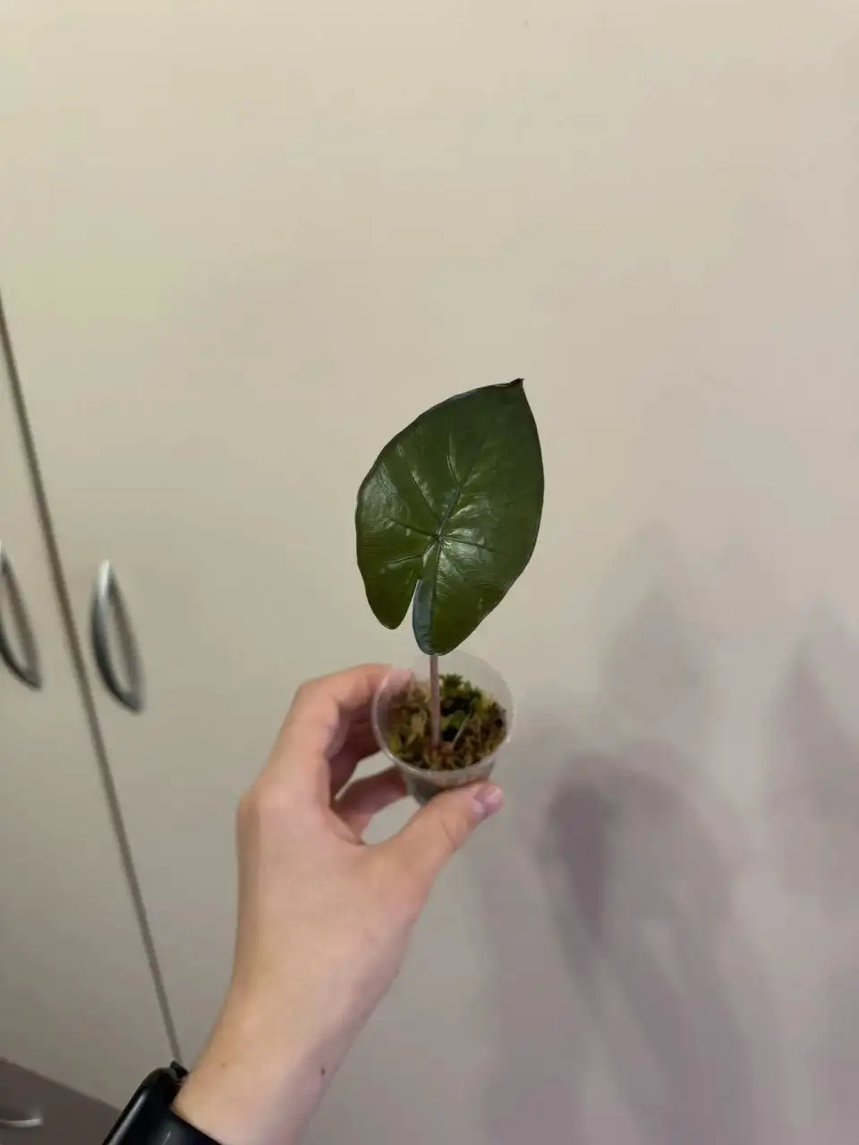 Набор из 5 алоказий разных сортов - Растения (Хобби и отдых) в Самара