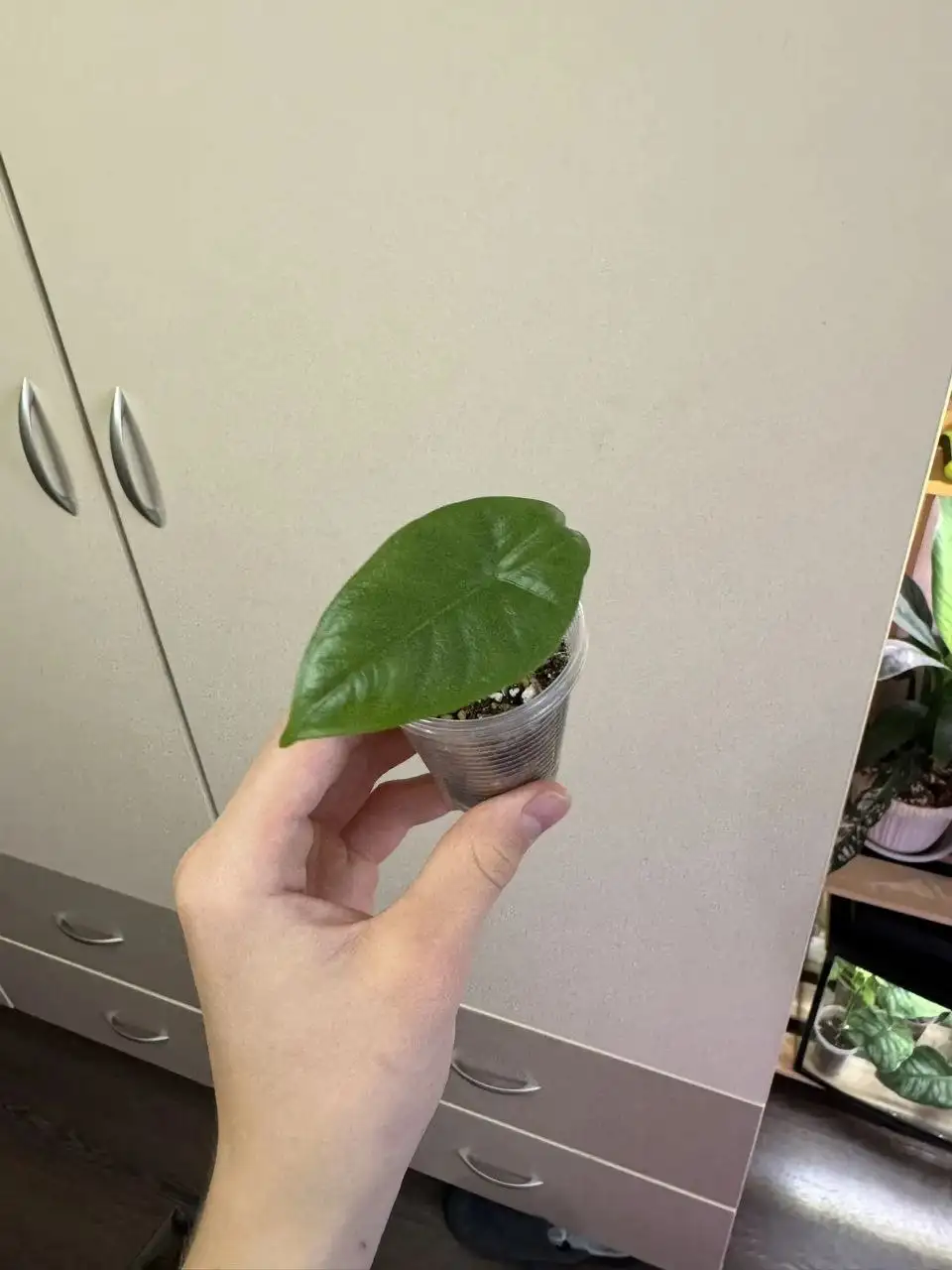 Набор из 5 алоказий разных сортов - Растения (Хобби и отдых) в Самара