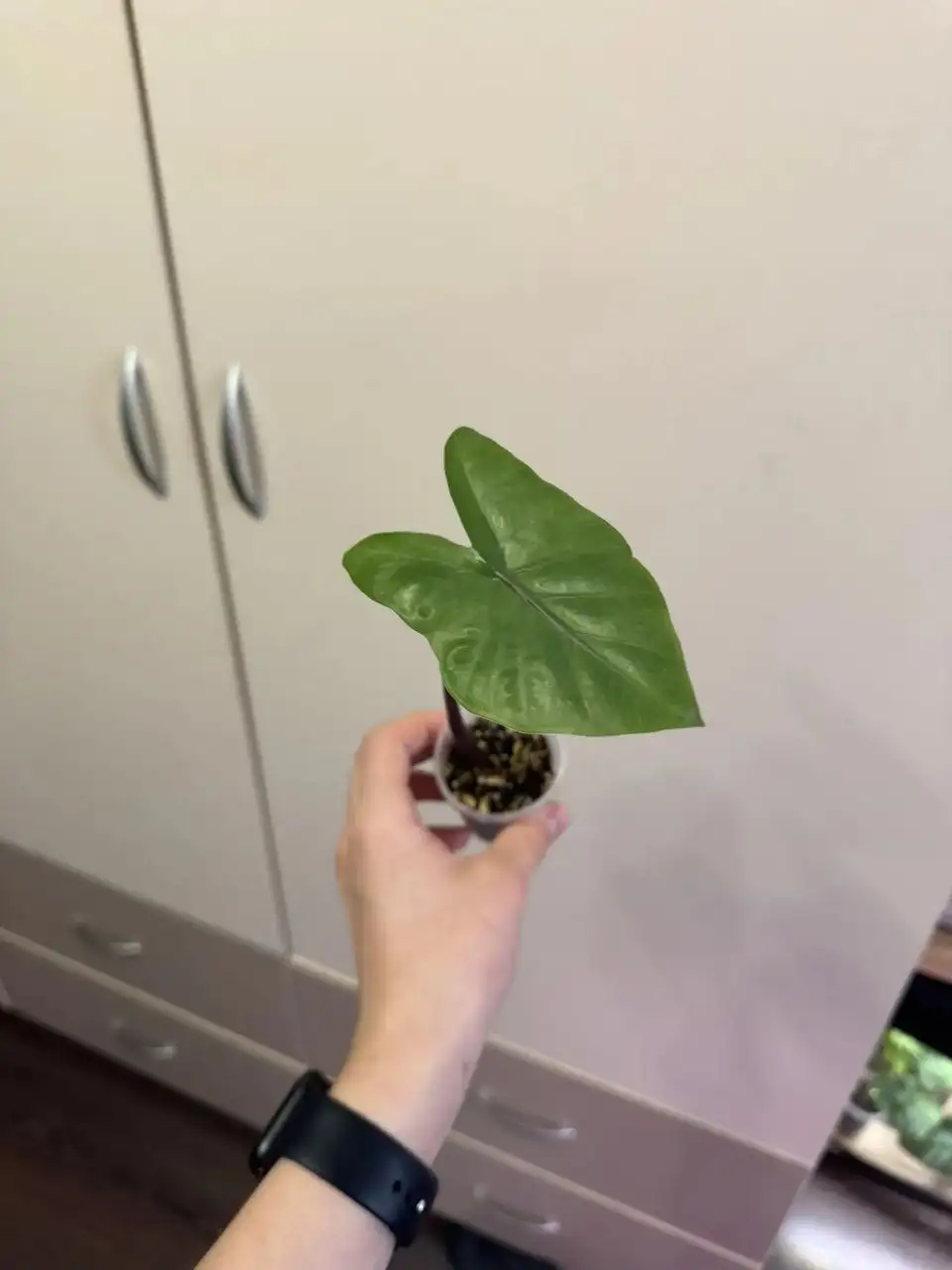 Набор из 5 алоказий разных сортов - Растения (Хобби и отдых) в Самара