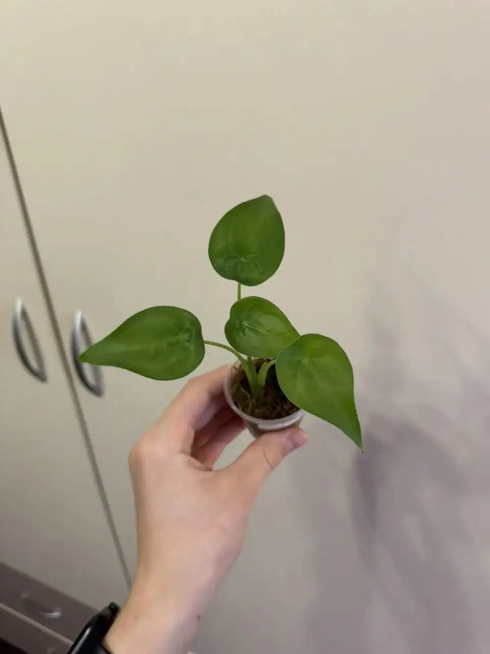 Набор из 5 алоказий разных сортов - Растения (Хобби и отдых) в Самара